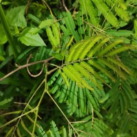 Senegalia lankaensis (Kosterm.) Ragup., Seigler, Ebinger & Maslin